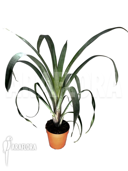 Alcantarea odorata ‘M’