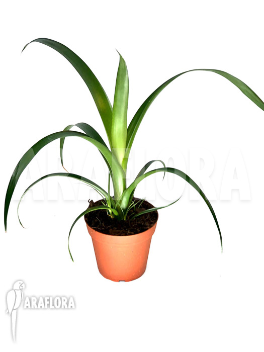 Alcantarea regina ‘M’