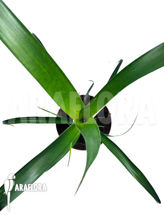 Alcantarea regina ‘M’ example adult plant