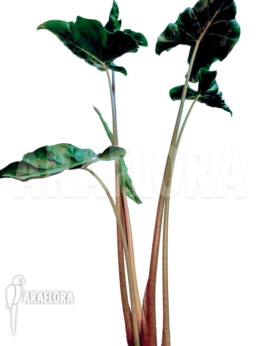 Alocasia ‘Dragon tail’