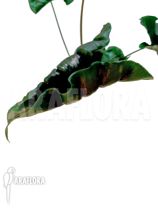 Alocasia ‘Dragon tail’