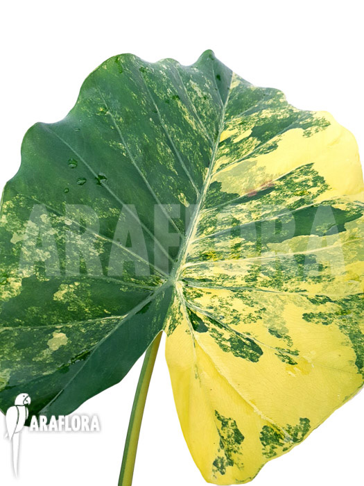 Alocasia gageana variegated