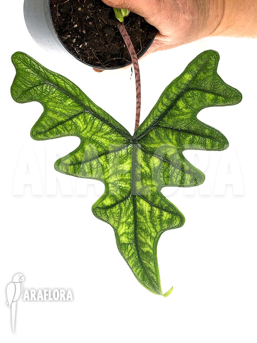 Alocasia jacklyn