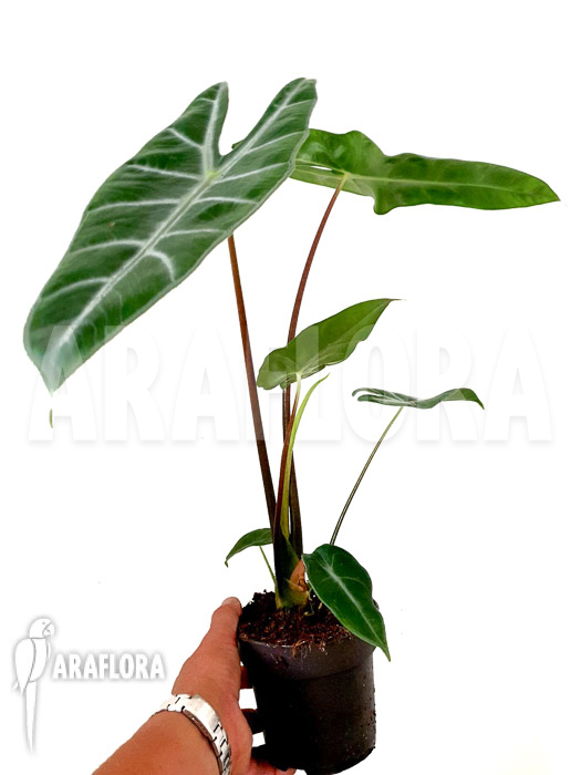 Alocasia longiloba