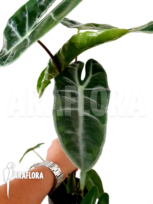Alocasia longiloba