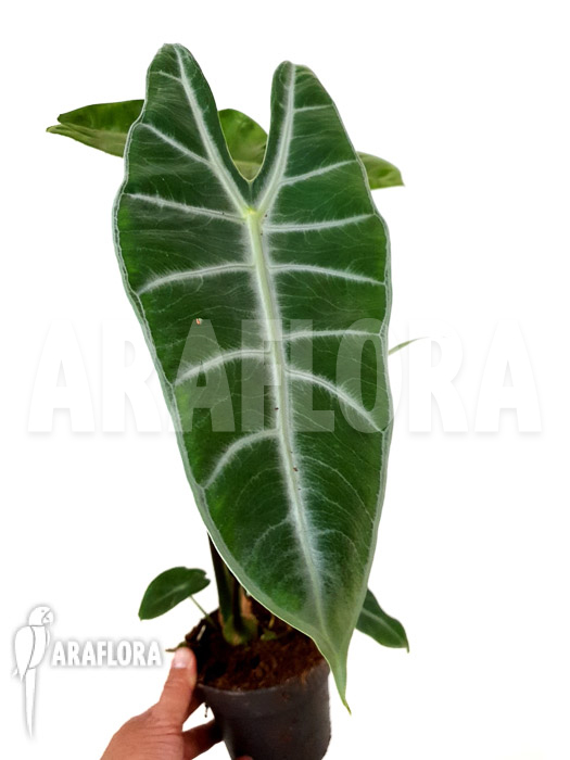 Alocasia longiloba