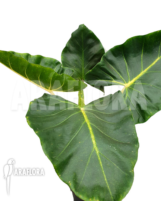Alocasia macrorrhizos ‘New Guinea Gold’