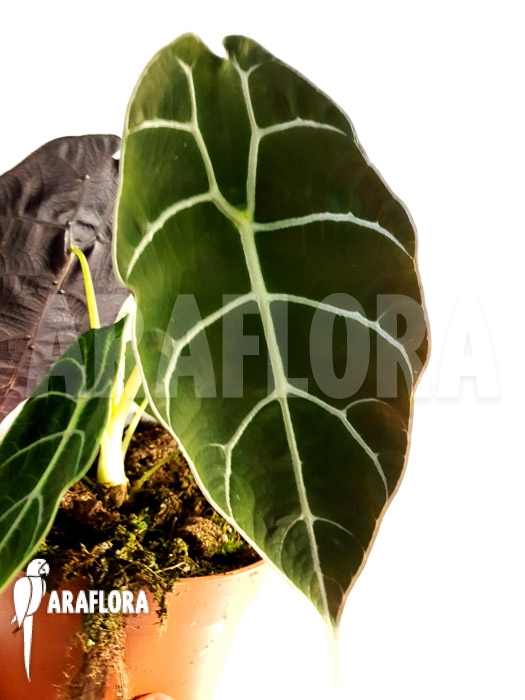 Alocasia watsoniana