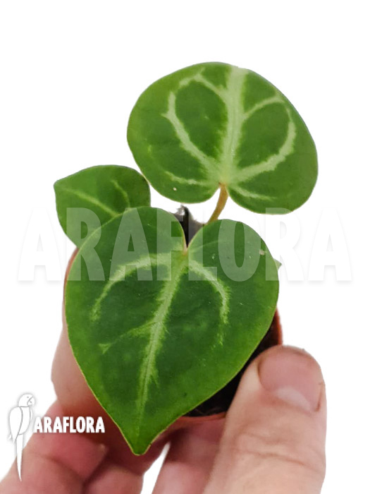 Anthurium crystallinum ‘silver blush’