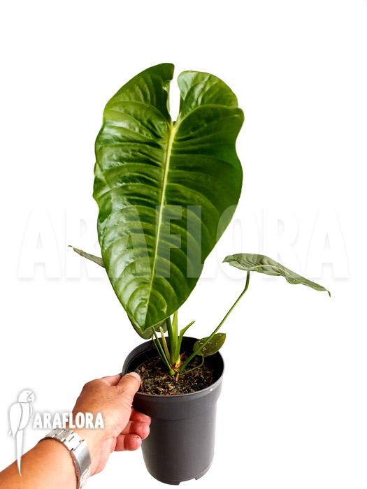 Anthurium veitchii