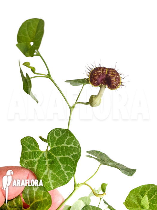 Aristolochia fimbriata