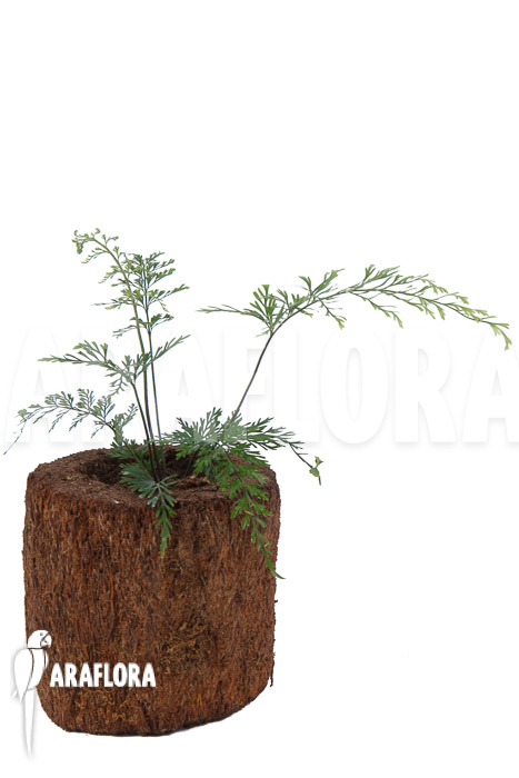 Asplenium bulbiferum