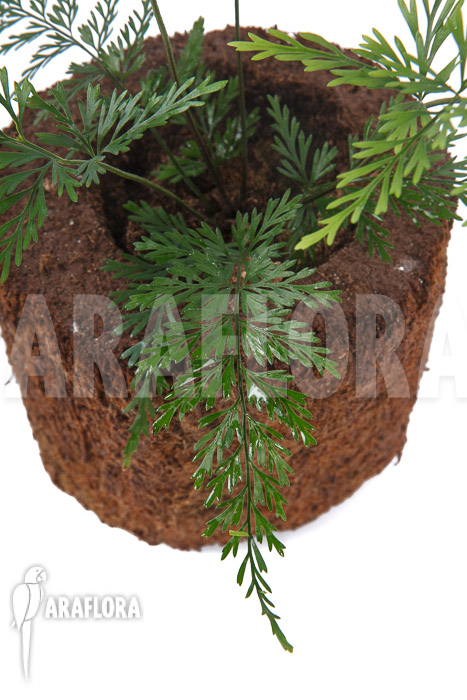 Asplenium bulbiferum