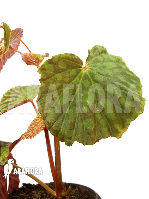 Begonia chlorosticta