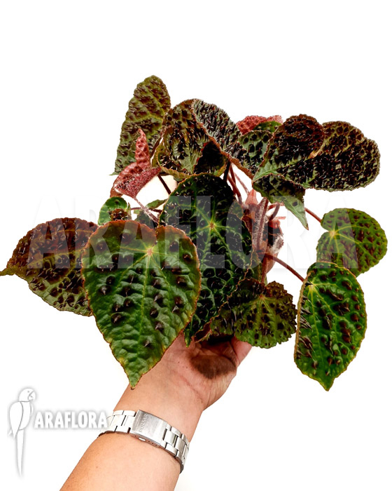Begonia ferox ‘XL’