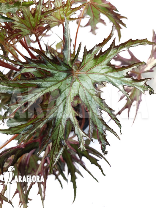 Begonia sp ‘India U614’