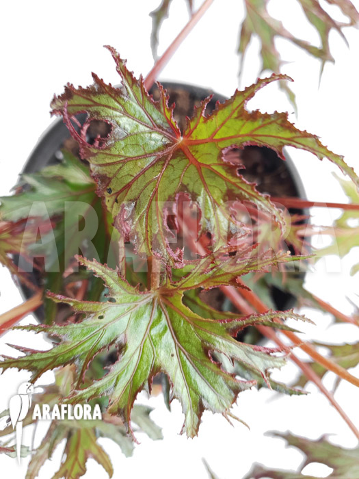 Begonia sp ‘India U614’