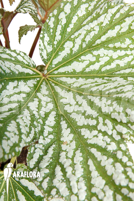 Begonia x ‘Silver Maples’