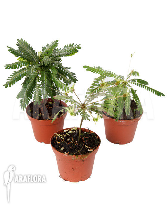 Biophytum Araflora Trio