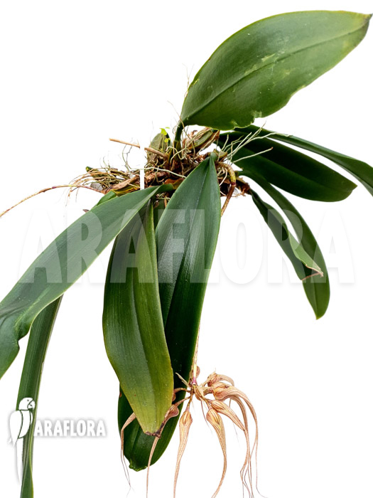 Bulbophyllum ‘Louis Sander’