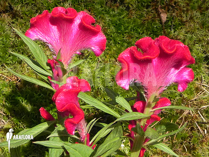 Celosia x Red Sea