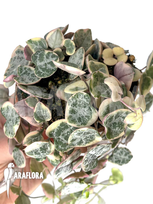 Ceropegia woodii ‘string of hearts’