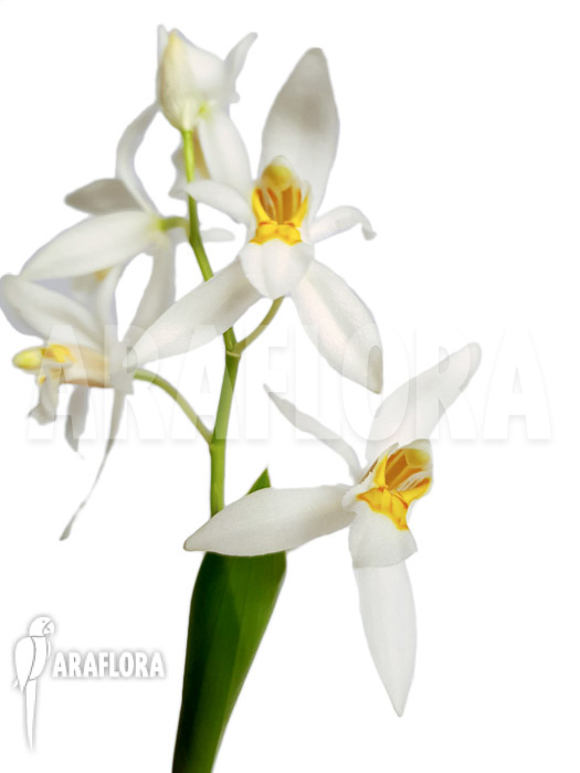 Coelogyne nitida