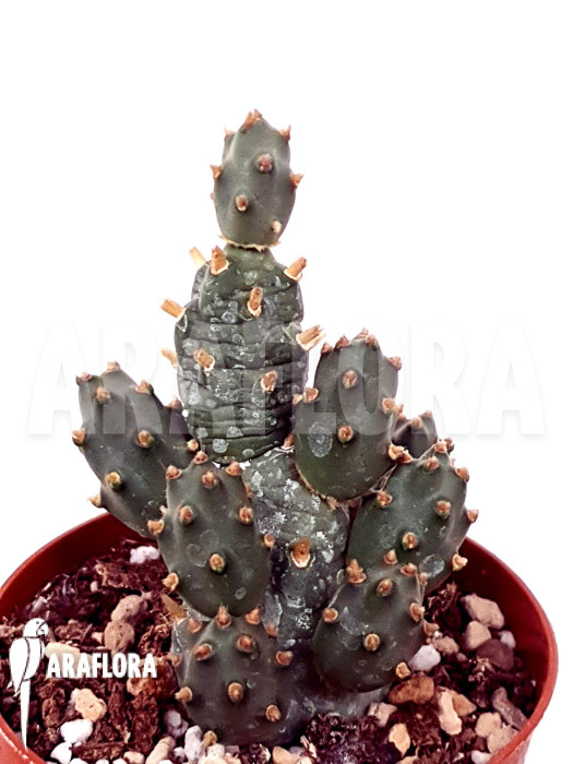 Cumulopuntia flavispina