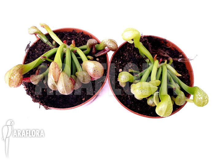 Darlingtonia californica ‘Green and Red’