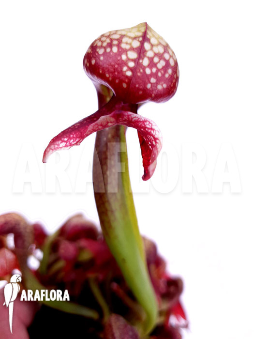 Darlingtonia-californica-Green-Red-4