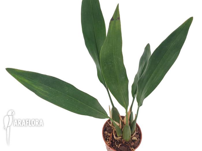 Dendrochilum cobbianum4