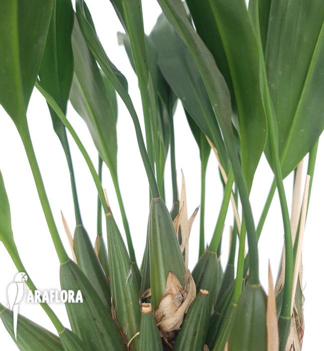 Dendrochilum cobbianum6