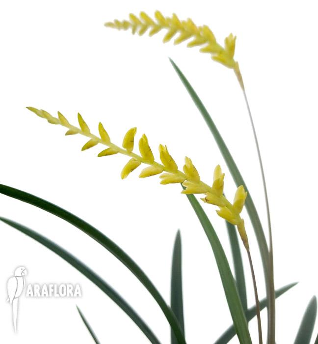 Dendrochilum javieri