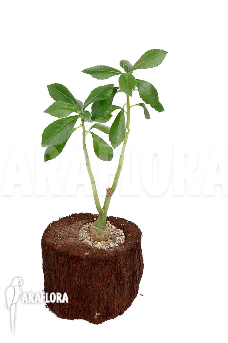 Dorstenia zanzibarica