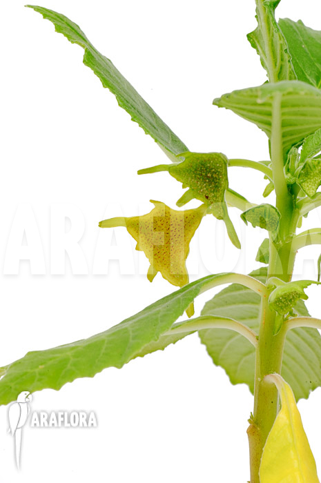 Dorstenia zanzibarica