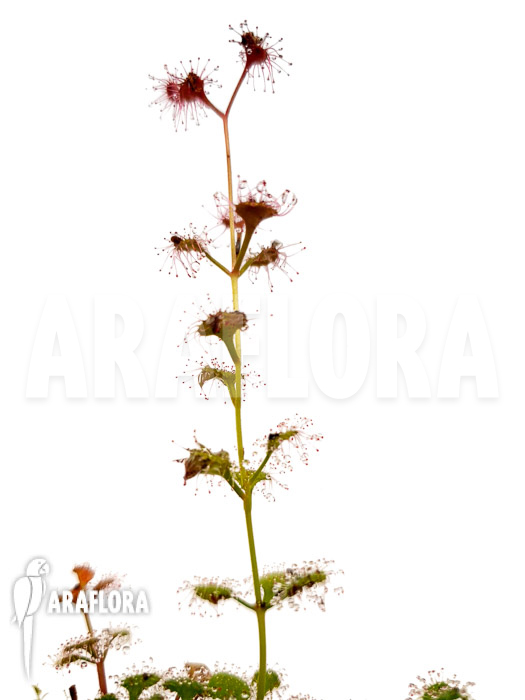 Drosera aff stolonifera