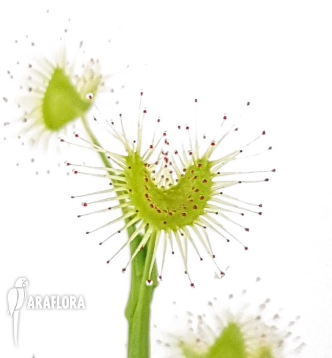 Drosera hookerii4