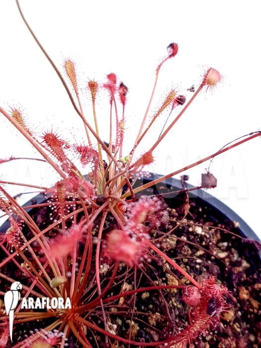 Drosera intermedia (USA Tropical)