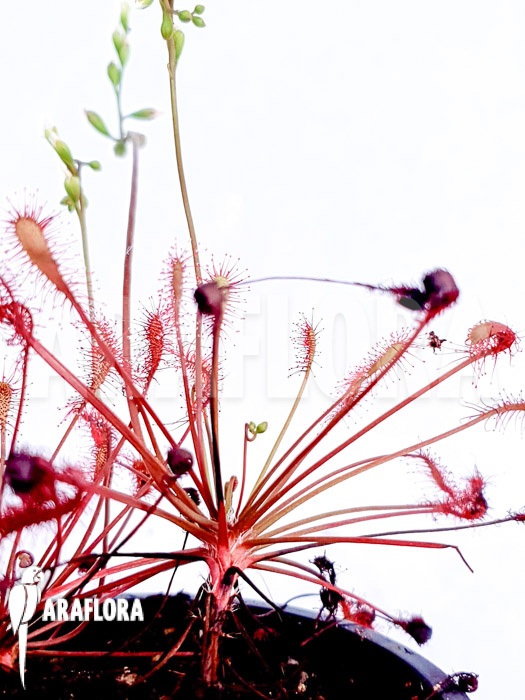 Drosera intermedia (USA Tropical)