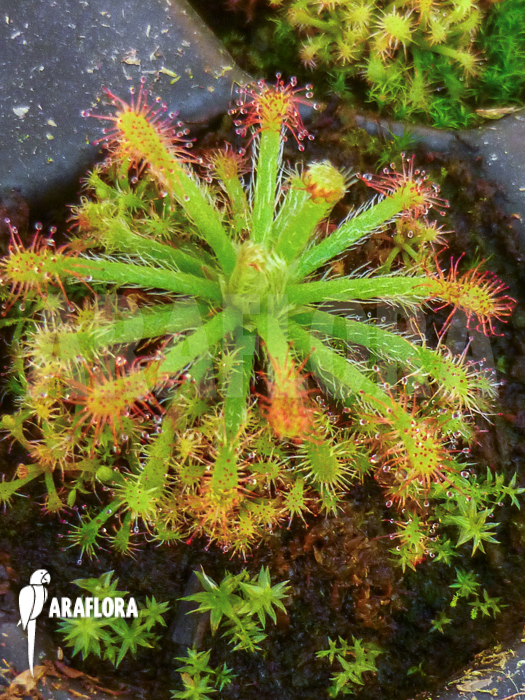 Drosera neocaledonica