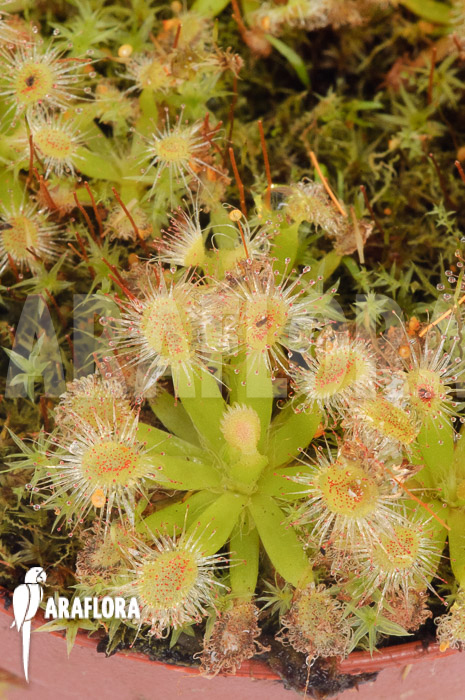 Drosera pulchella