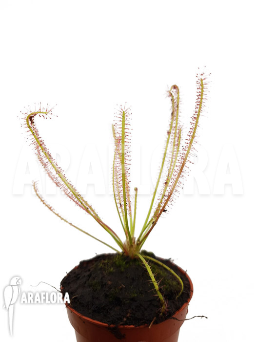 Drosera x hybrida starter