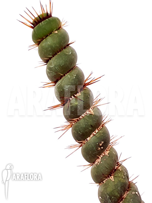 Eulychnia castanea spiralis