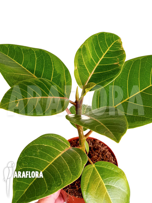 Ficus altissima var ‘Starter’