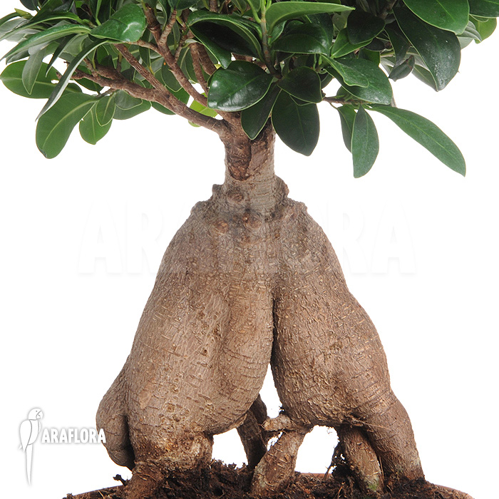 Ficus microcarpa ‘Ginseng’ ‘L’
