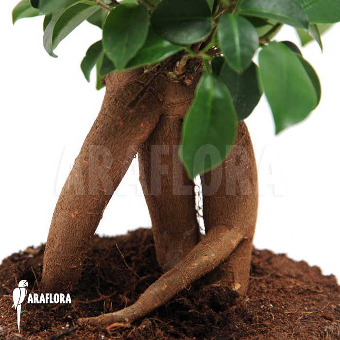 Ficus-microcarpa_Ginseng_(S)-1