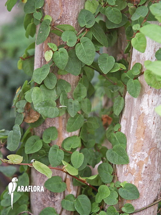 Ficus pumila ‘S’
