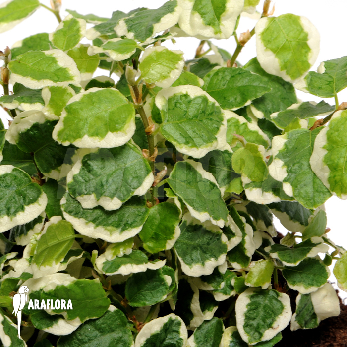 Ficus pumila ‘Sunny’ ‘S’