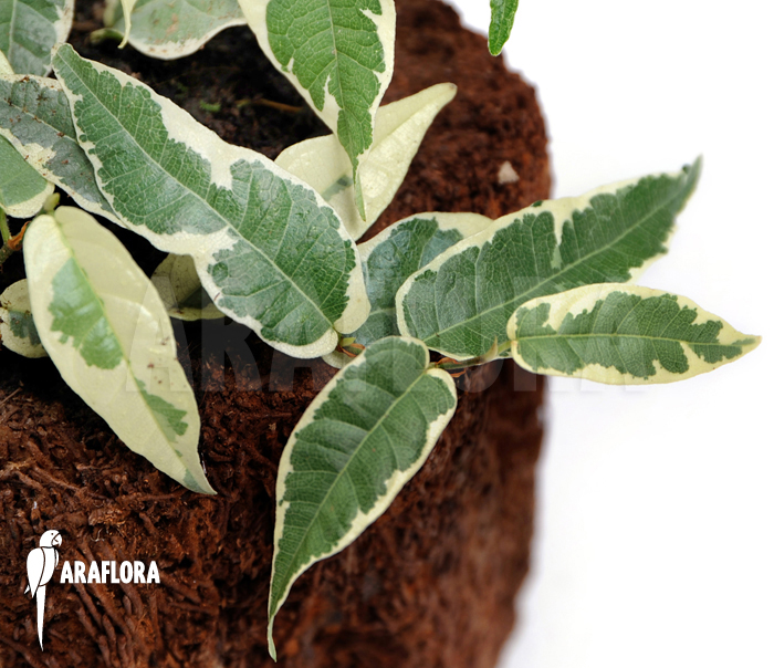 Ficus sagittata ‘Variagated’