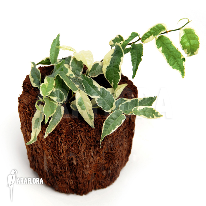 Ficus sagittata ‘Variagated’